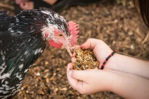 Vers de farine pour les poules