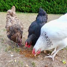 Vers de farine poules