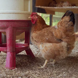 Mangeoire poules