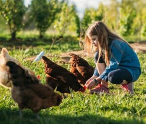 soins poules jardin