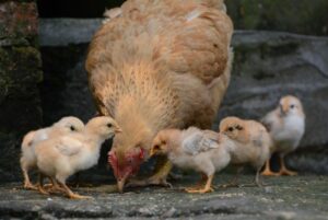 1 poule et ses poussins