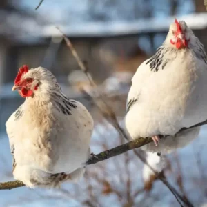 Poules sussex