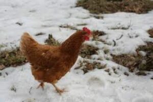 poule en hiver