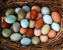 oeufs de poules multicolores