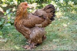 poule brahma