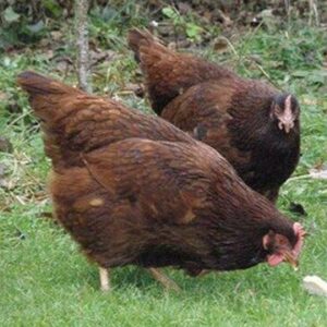 poules rhode island