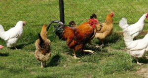 poules en bonne santé