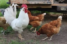 poules leghorn